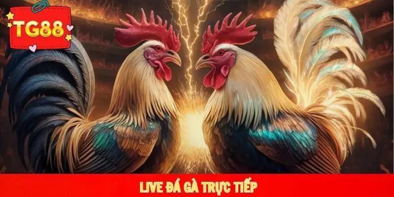 live đá gà trực tiếp